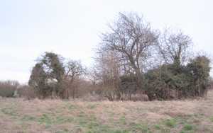 View looking south-east across the heart of the graveyard